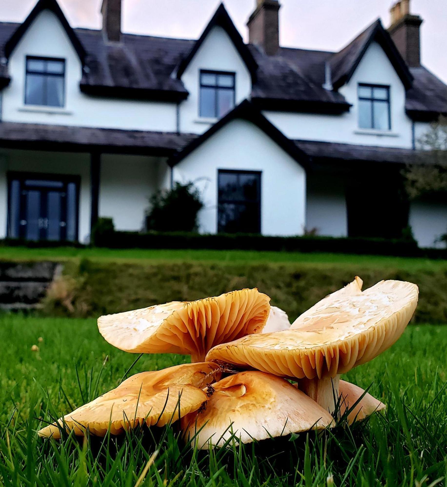 Bryansford Cottage Экстерьер фото
